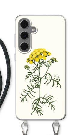 Tansy