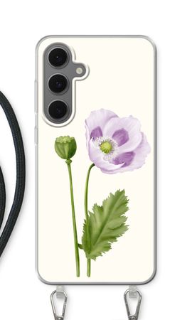 Purple poppy