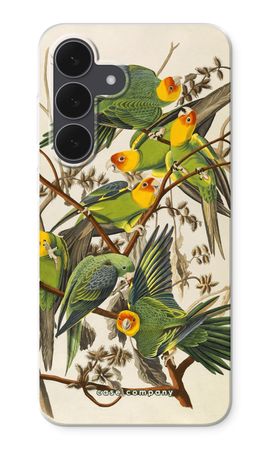 Carolina Parrot