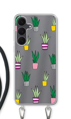Sanseveria