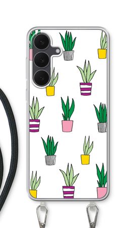 Sanseveria