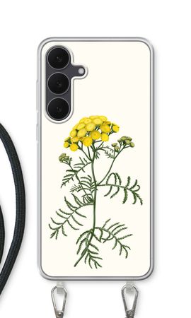 Tansy