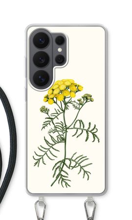 Tansy