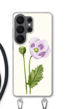 Purple poppy
