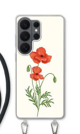 Red poppy