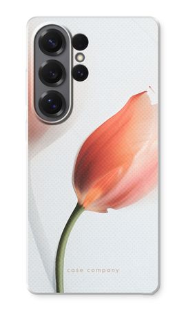Tulip
