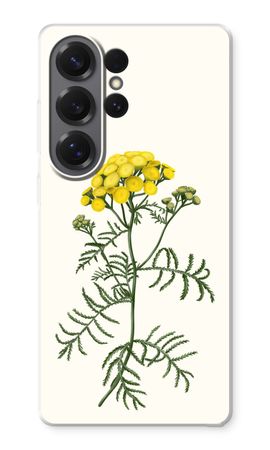 Tansy
