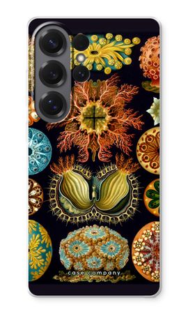 Haeckel Ascidiae