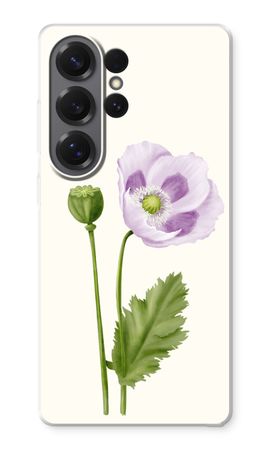 Purple poppy