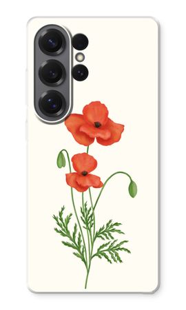 Red poppy
