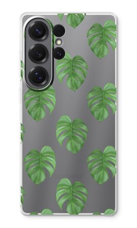 Monstera leaves