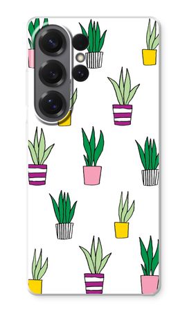 Sanseveria