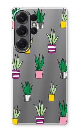 Sanseveria