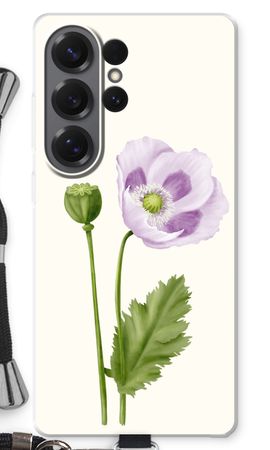 Purple poppy