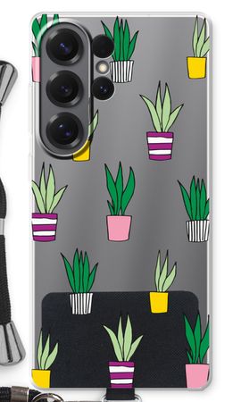 Sanseveria