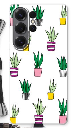 Sanseveria