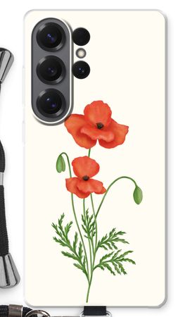 Red poppy