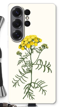 Tansy