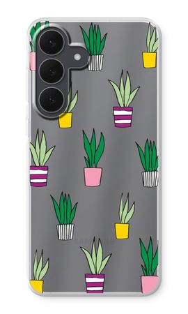 Sanseveria