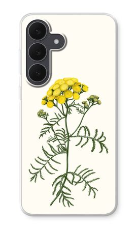 Tansy