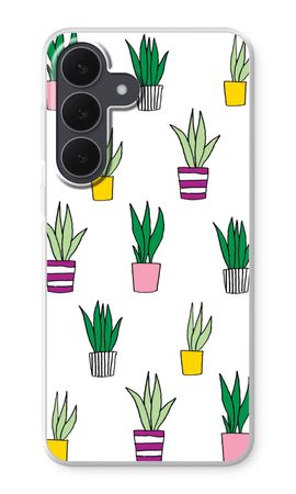 Sanseveria