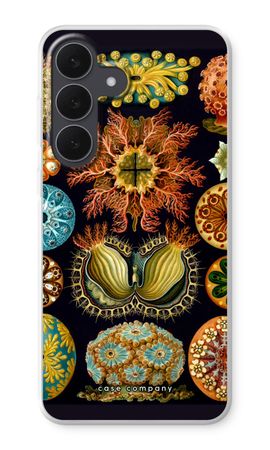 Haeckel Ascidiae