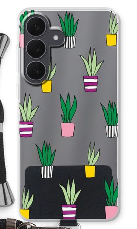 Sanseveria