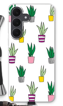Sanseveria