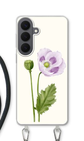 Purple poppy