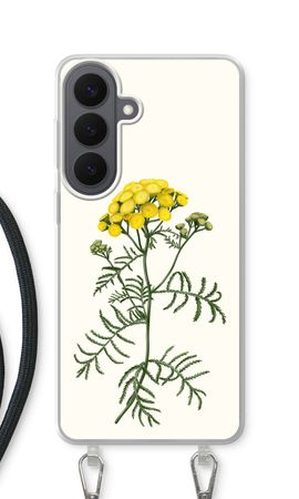 Tansy