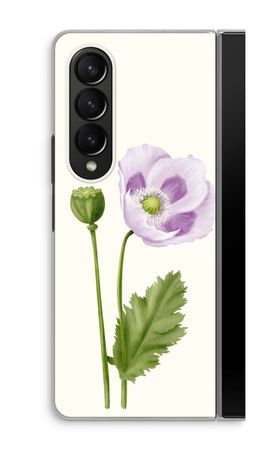 Purple poppy