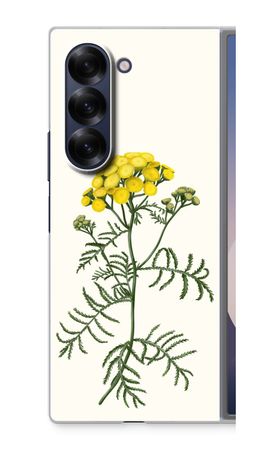 Tansy