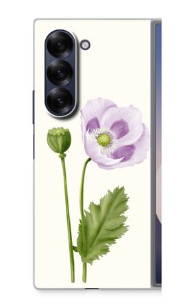 Purple poppy