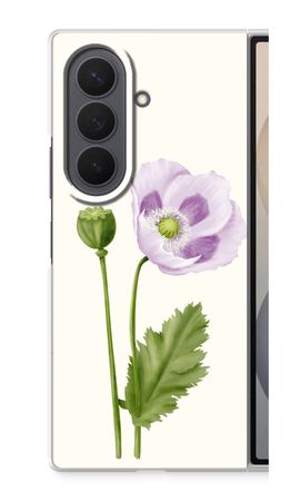 Purple poppy