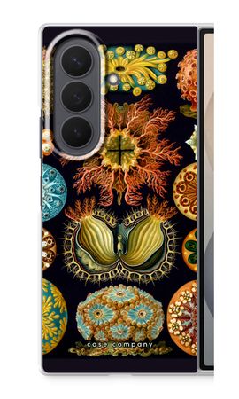 Haeckel Ascidiae