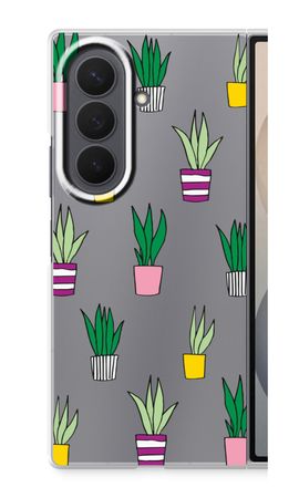 Sanseveria
