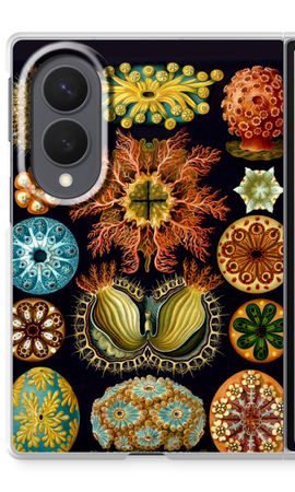 Haeckel Ascidiae