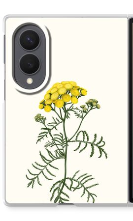 Tansy