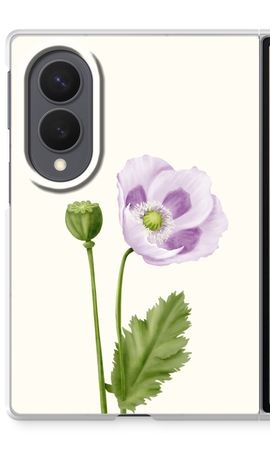 Purple poppy