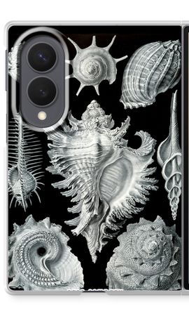 Haeckel Prosobranchia