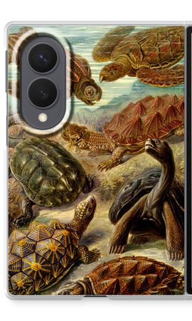 Haeckel Chelonia