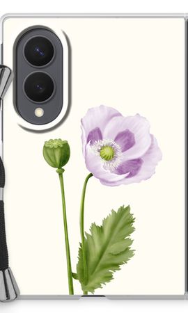 Purple poppy