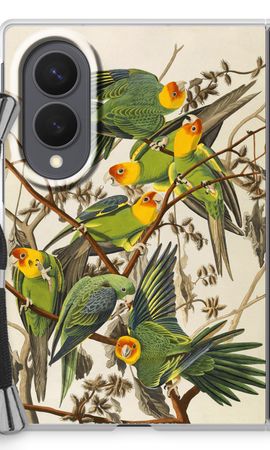 Carolina Parrot