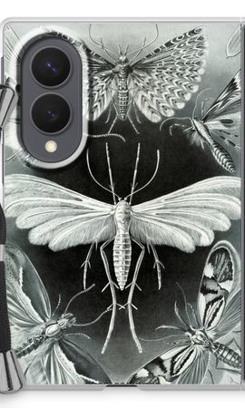 Haeckel Tineida