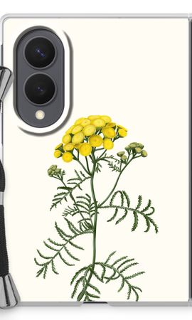 Tansy
