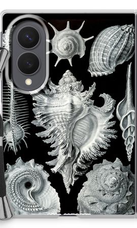 Haeckel Prosobranchia