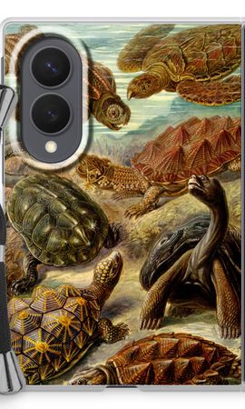 Haeckel Chelonia