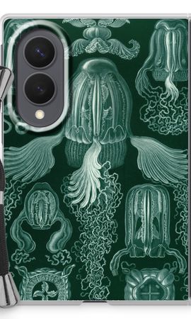 Haeckel Cubomedusae