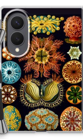 Haeckel Ascidiae