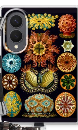 Haeckel Ascidiae